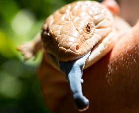 Territory Wildlife Park - Tourism Bookings 5