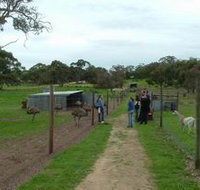 Avenue Emus - Events Australia