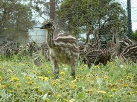 Avenue Emus - Events Australia 1