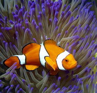 Reef HQ Aquarium - Events Australia