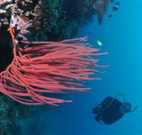 Eddy Reef Dive Site - Events Australia