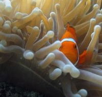 Beaver Reef Dive Site - Events Australia