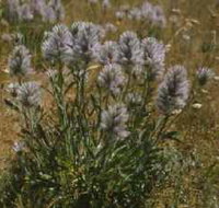 Terrick Terrick National Park - Events Australia