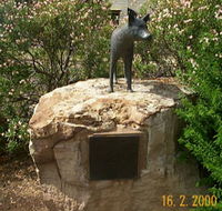Dingo Statue - Events Australia