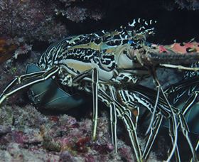 Keeper Reef Dive Site - Events Australia 2