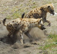 Altina Wildlife Park - Events Australia