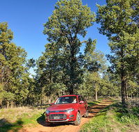 Forest drive - Events Australia