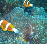 Davies Reef Dive Site - Events Australia