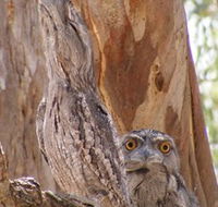 Bird Watching - Events Australia