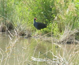 Narrandera Wetlands - Events Australia 2