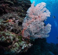 Barracuda Bommie Dive Site - Events Australia