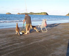 Cape Hillsborough National Park - Events Australia 0