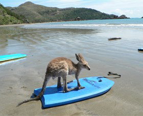 Cape Hillsborough National Park - Events Australia 1