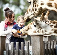 Taronga Western Plains Zoo Dubbo - Accommodation Europe
