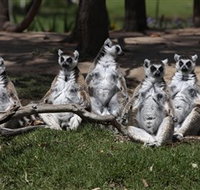 Savannah Visitor Plaza Taronga Western Plains Zoo Dubbo - Accommodation Europe