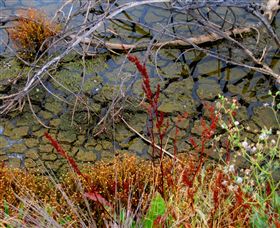 Cussen Park - Events Australia 1