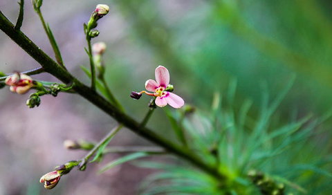 Lynchs Loop Trail - Events Australia 2