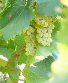 Baptista - David Traeger - Events Australia 2