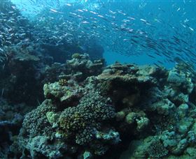 Manta Ray Drop Off Dive Site - Events Australia 1
