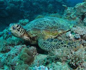 Manta Ray Drop Off Dive Site - Events Australia 3