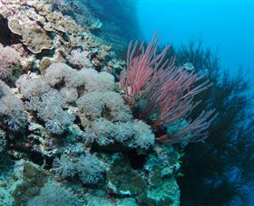 Stepping Stones Dive Site - Events Australia 1