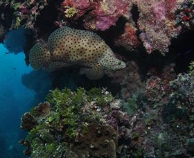 Stepping Stones Dive Site - Events Australia 2