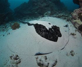 Stepping Stones Dive Site - Events Australia 3