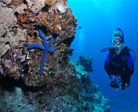 Lighthouse Bommie Dive Site - Events Australia 0