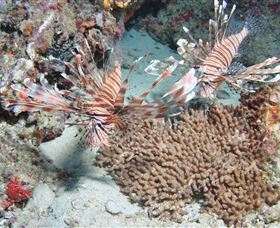 Lighthouse Bommie Dive Site - Events Australia 3