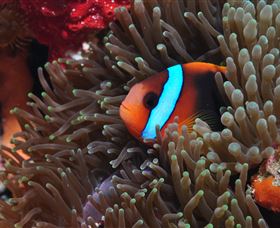 Lighthouse Bommie Dive Site - Events Australia 2
