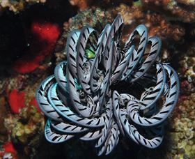 Lighthouse Bommie Dive Site - Events Australia 1