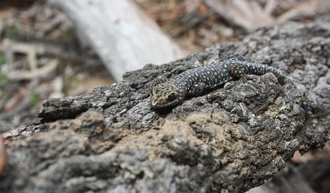 Wagun Picnic Area - Tourism Bookings 1