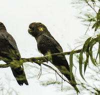 Conimbla National Park - Tourism Bookings