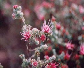 Burrendong Botanic Garden And Arboretum - Events Australia 1