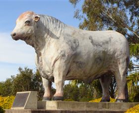 Rockhampton Bull Statues - Events Australia 1