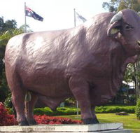 Rockhampton Bull Statues - Accommodation Europe