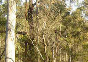 Warby-Ovens National Park - Events Australia 0