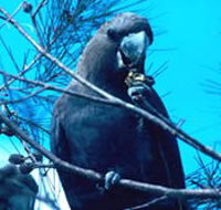 Mount Archer National Park - Accommodation Europe