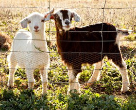 Dunkell Goats - Events Australia 3