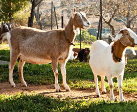 Dunkell Goats - Events Australia 1