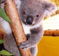 Cooberrie Park Wildlife Sanctuary - Events Australia
