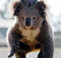 Koalas in Gunnedah - Events Australia