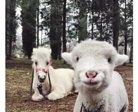 Yarralumla Play Station - Tourism Bookings 1