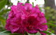Campbell Rhododendron Gardens - thumb 0