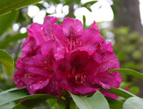 Campbell Rhododendron Gardens - Events Australia 0