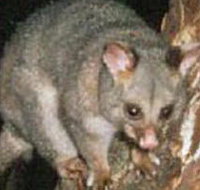 Moondarra State Park - Events Australia