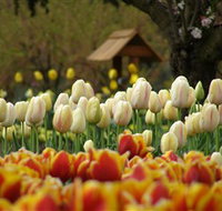 Tulip Top Gardens - Events Australia
