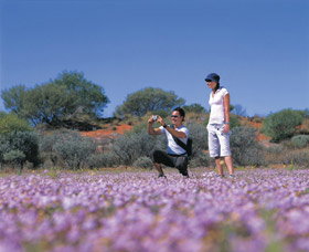 Wildflowers Of The Mid West - Events Australia 1