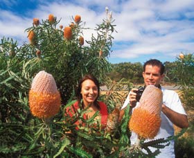 Wildflowers Of The Mid West - Events Australia 3