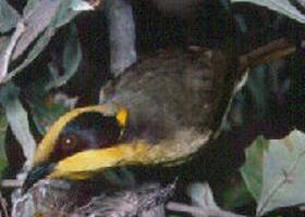 Yallourn North VIC Events Australia